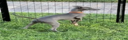 Italian Greyhound dogs for sale: Axel - Ad 4