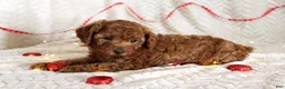 Toy Poodle dogs for sale: Chloe - Ad 2