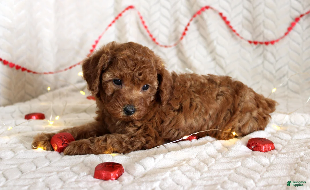 Toy Poodle dogs for sale: Chloe - Ad 2