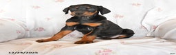 Doberman Pinscher dogs for sale: Diamond - Ad 1