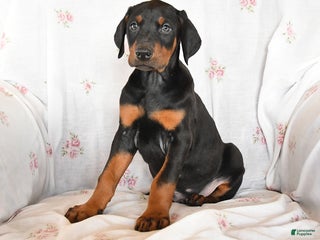 Doberman Pinscher dogs Diamond - Ad 30