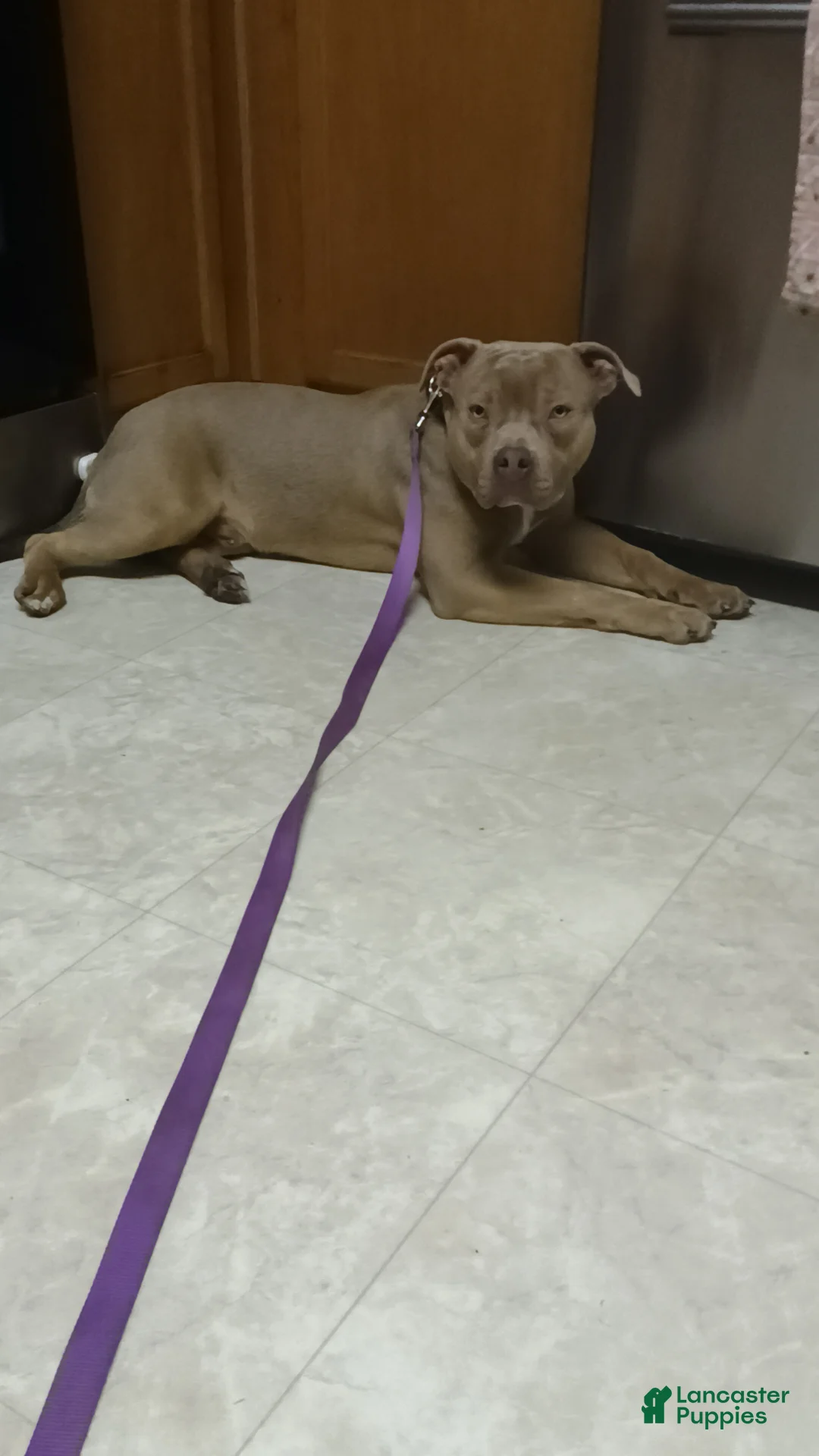 American Bully dogs for sale: American Bully Puppy 1 - Ad 3