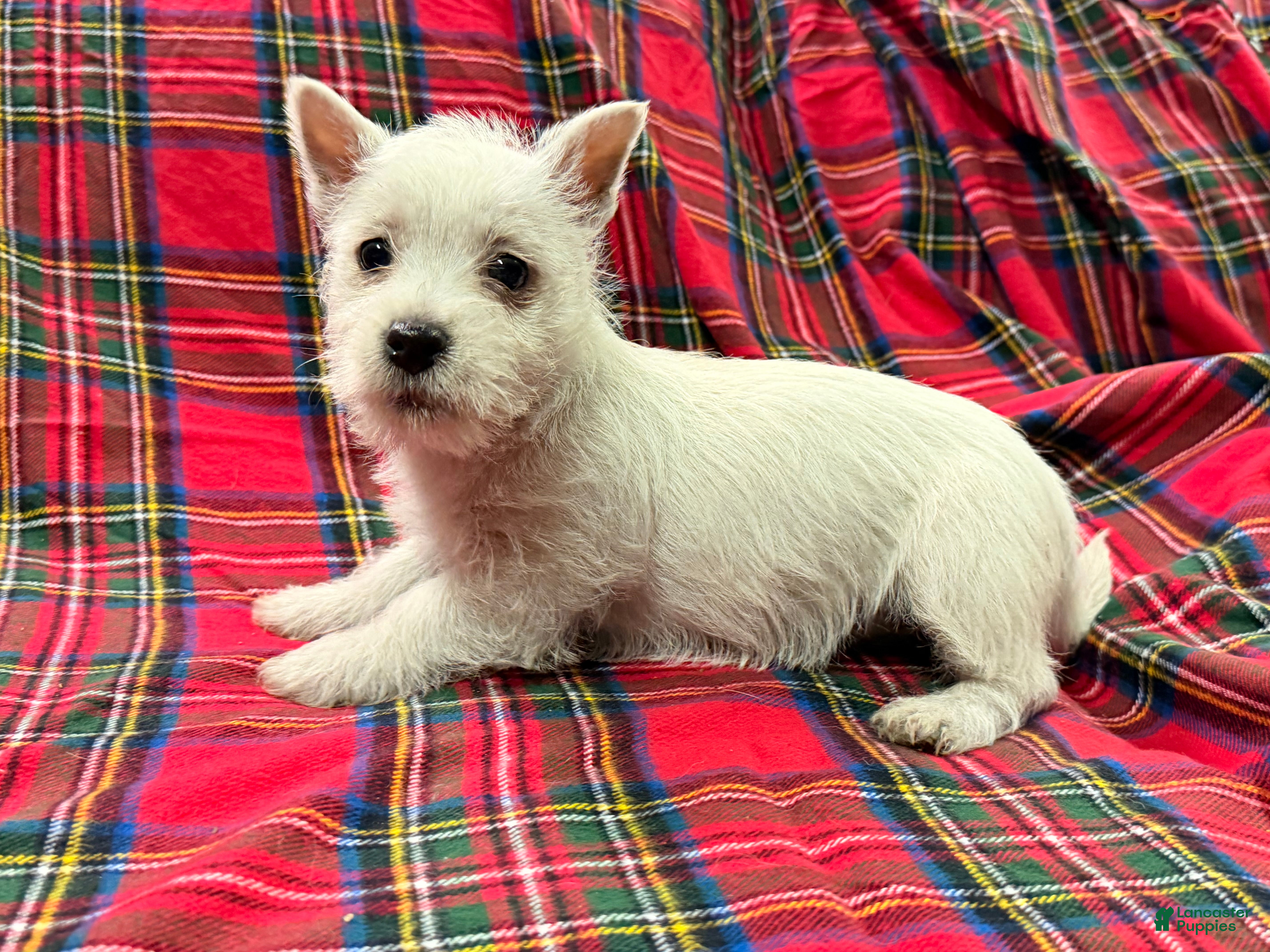 West Highland Terrier dogs for sale: Abby - Ad 2
