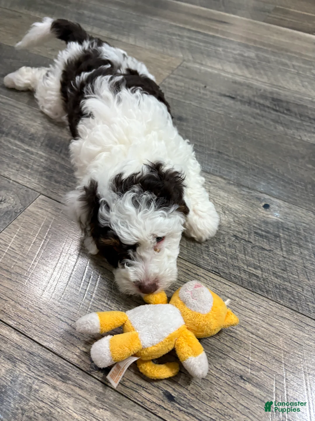 Bernedoodle dogs for sale: Ava - Ad 5
