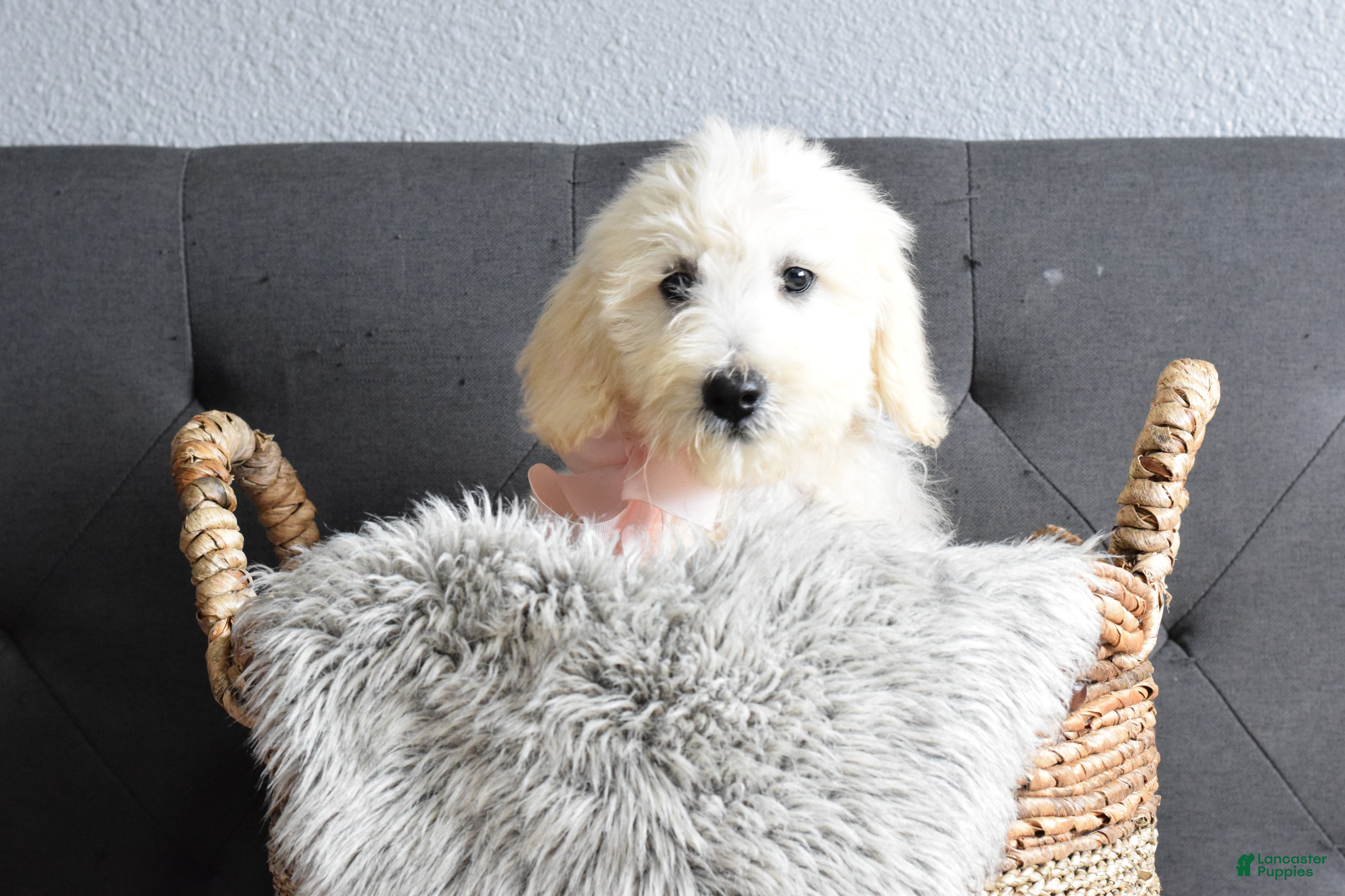 Goldendoodle dogs Goldendoodle Puppy 8 - Ad 1
