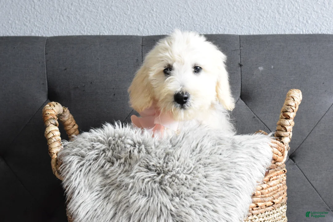 Goldendoodle dogs for sale: Goldendoodle Puppy 8 - Ad 1