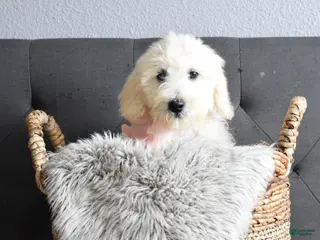 Goldendoodle dogs for sale: Goldendoodle Puppy 8 - Ad 3