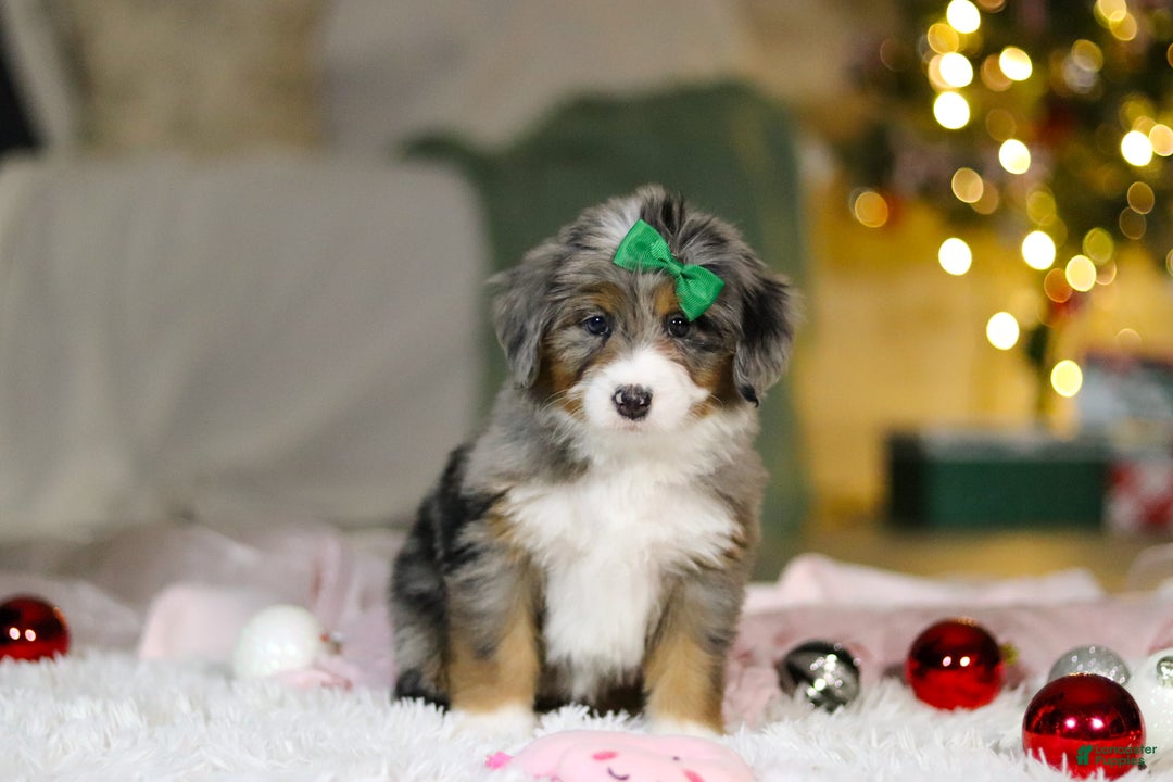 Mini Bernedoodle dogs for sale: Taylor - Ad 4