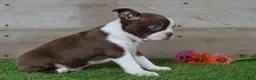 Boston Terrier dogs for sale: Boston Terrier 2 - Ad 6