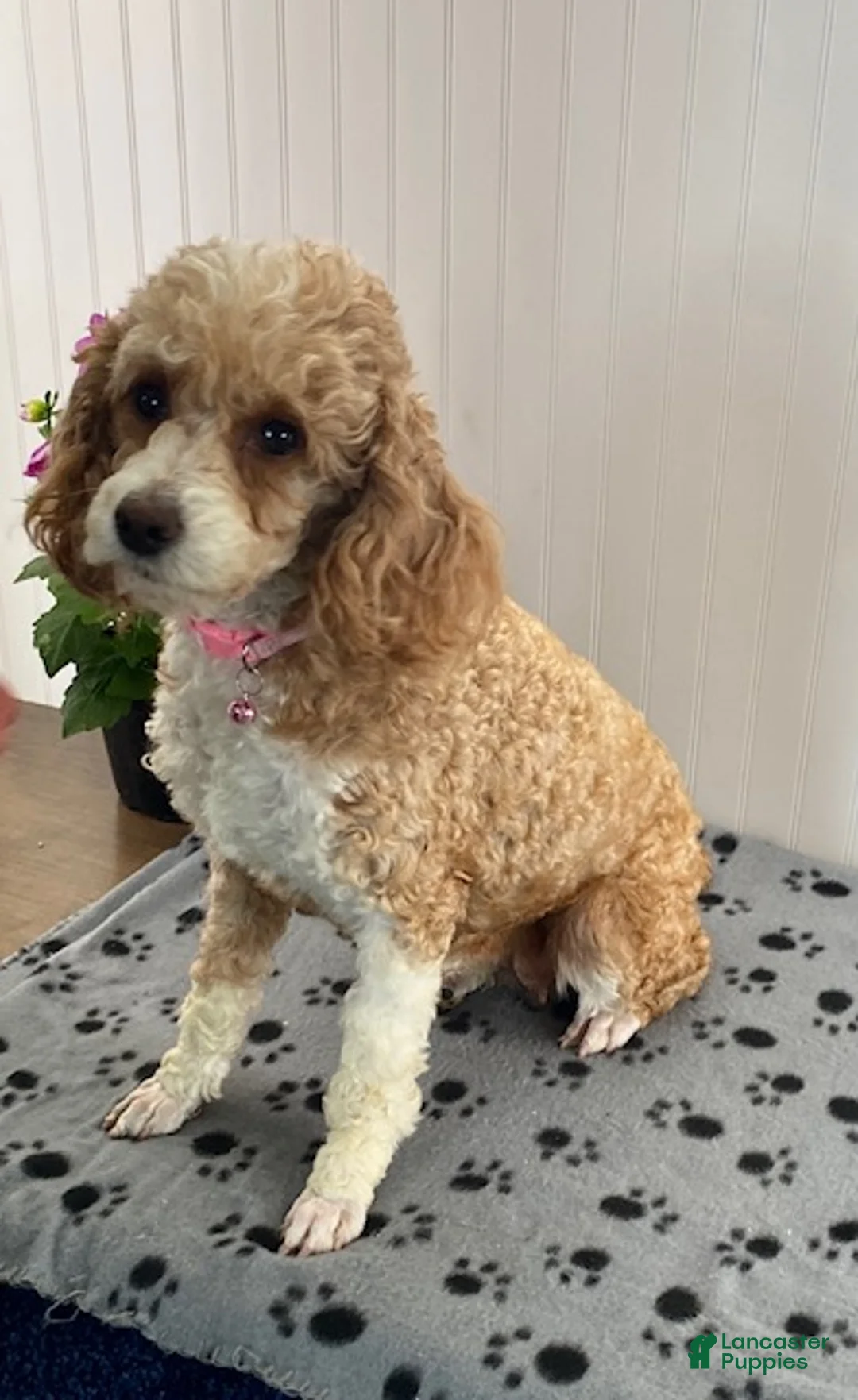 Miniature Poodle dogs for sale: Olivia - Ad 5