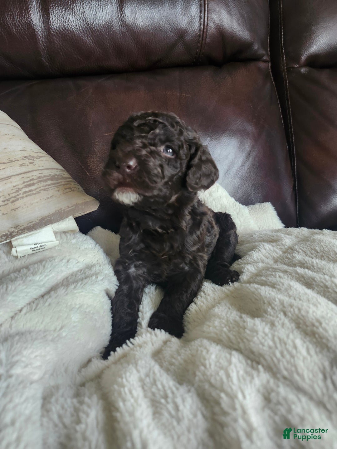 Labradoodle dogs for sale: Ginger - Ad 7