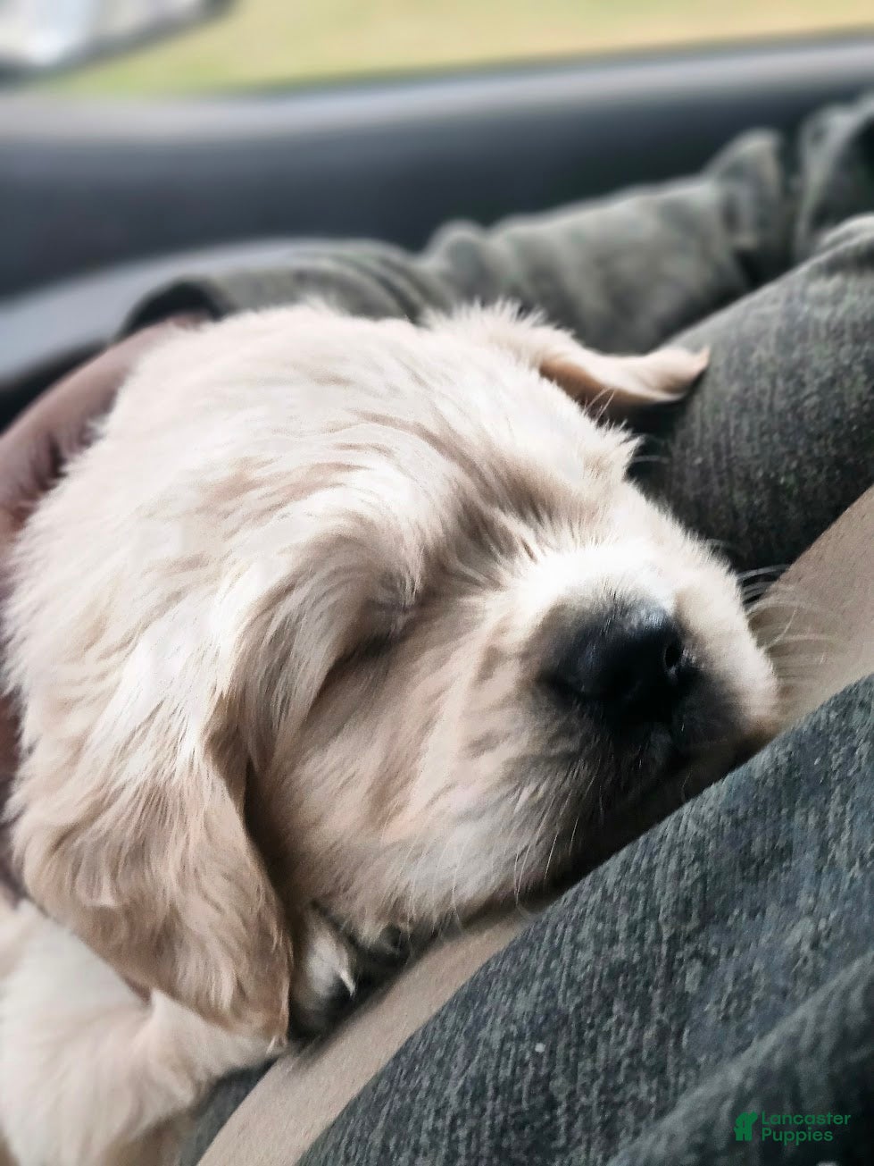 Golden Retriever dogs Leo  - Ad 2