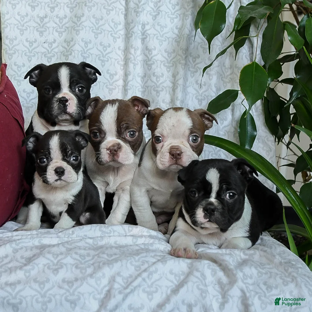 Boston Terrier dogs for sale: Honey - Ad 3