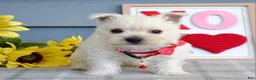 West Highland Terrier dogs for sale: Bella - Ad 10