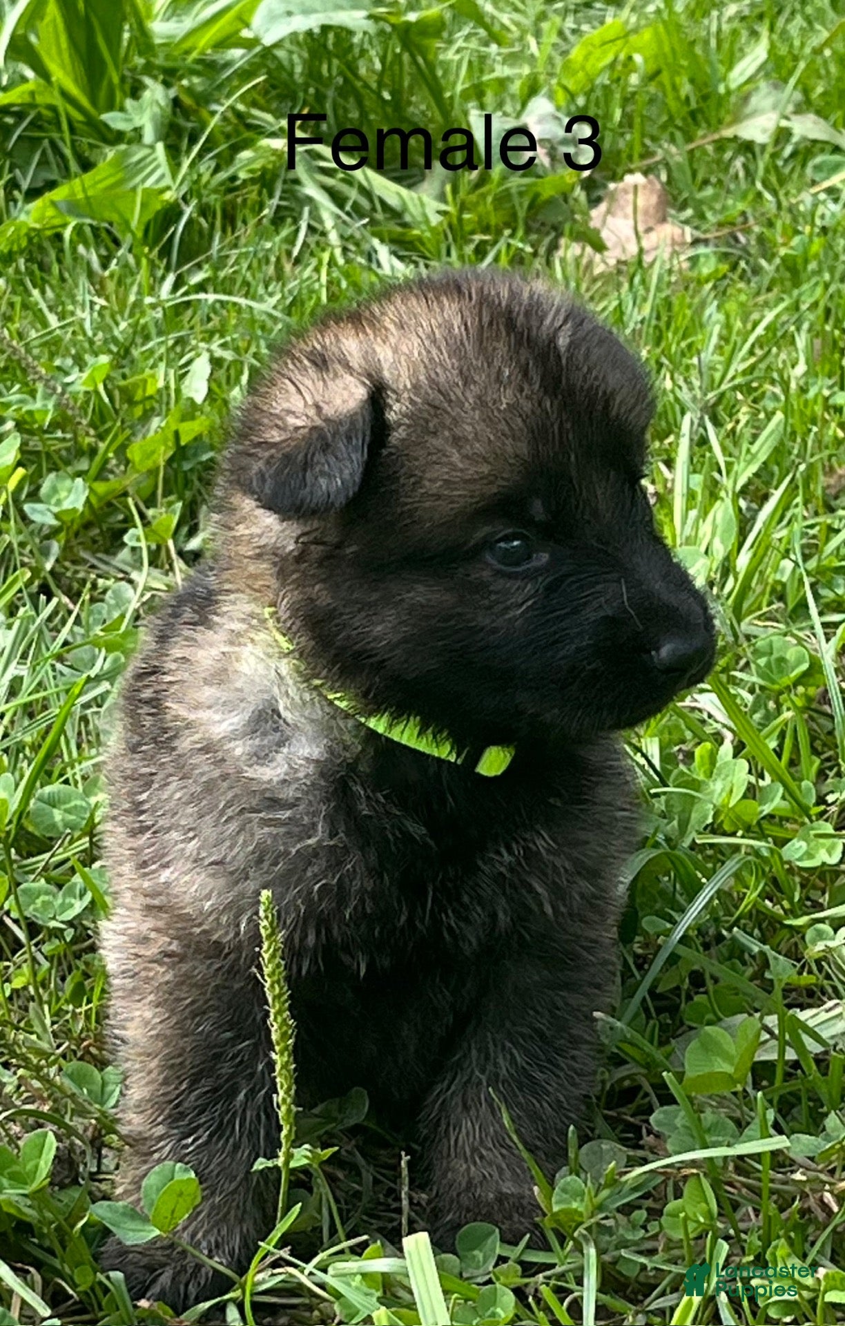 German Shepherd dogs German Shepherd 3 - Ad 1