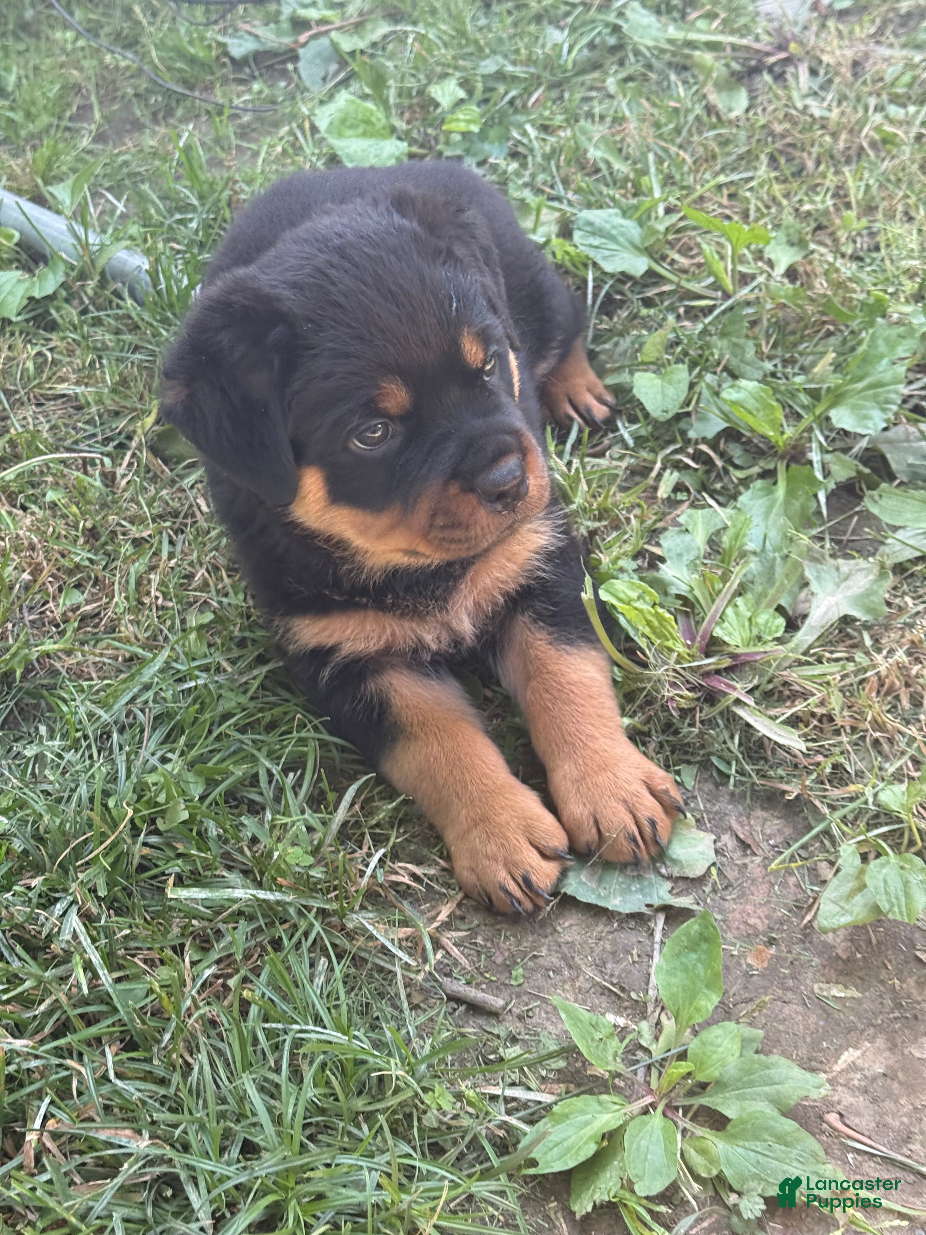 Rottweiler dogs Female 2 - Ad 2