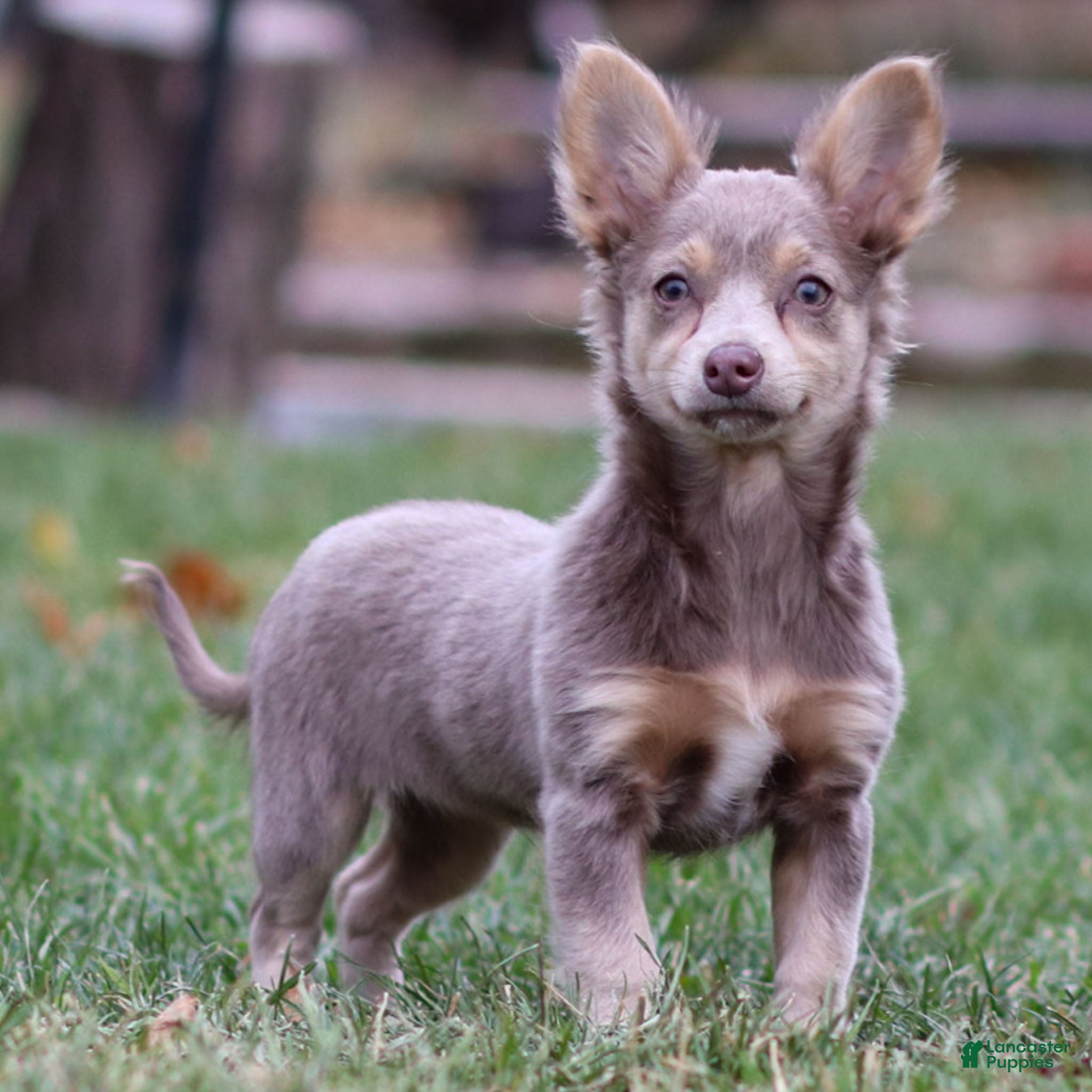 Chihuahua dogs Pamela - Ad 29