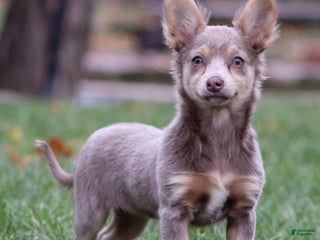 Chihuahua dogs Pamela - Ad 27