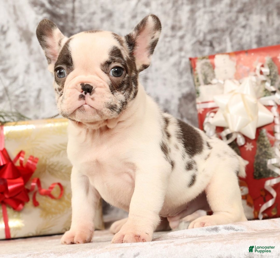 French Bulldog dogs for sale: Jenkins - Ad 4