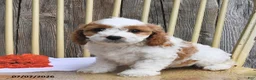 Cavapoo dogs for sale: Jaxon - Ad 3