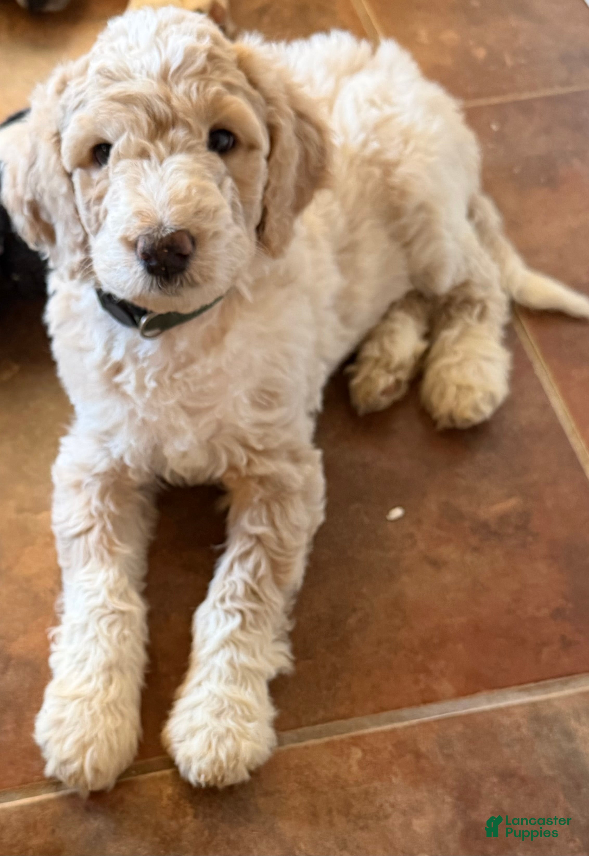 Aussiedoodle dogs Kirby - Ad 18