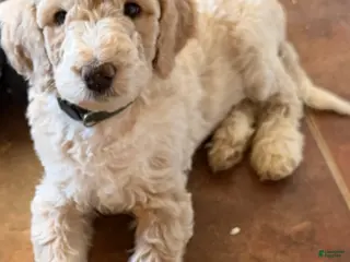 Aussiedoodle dogs Kirby - Ad 18