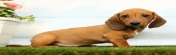 Miniature Dachshund dogs for sale: Jordan - Ad 5