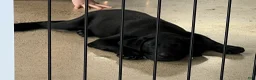 Labrador Retriever dogs for sale: Labrador Retriever 1 - Ad 5