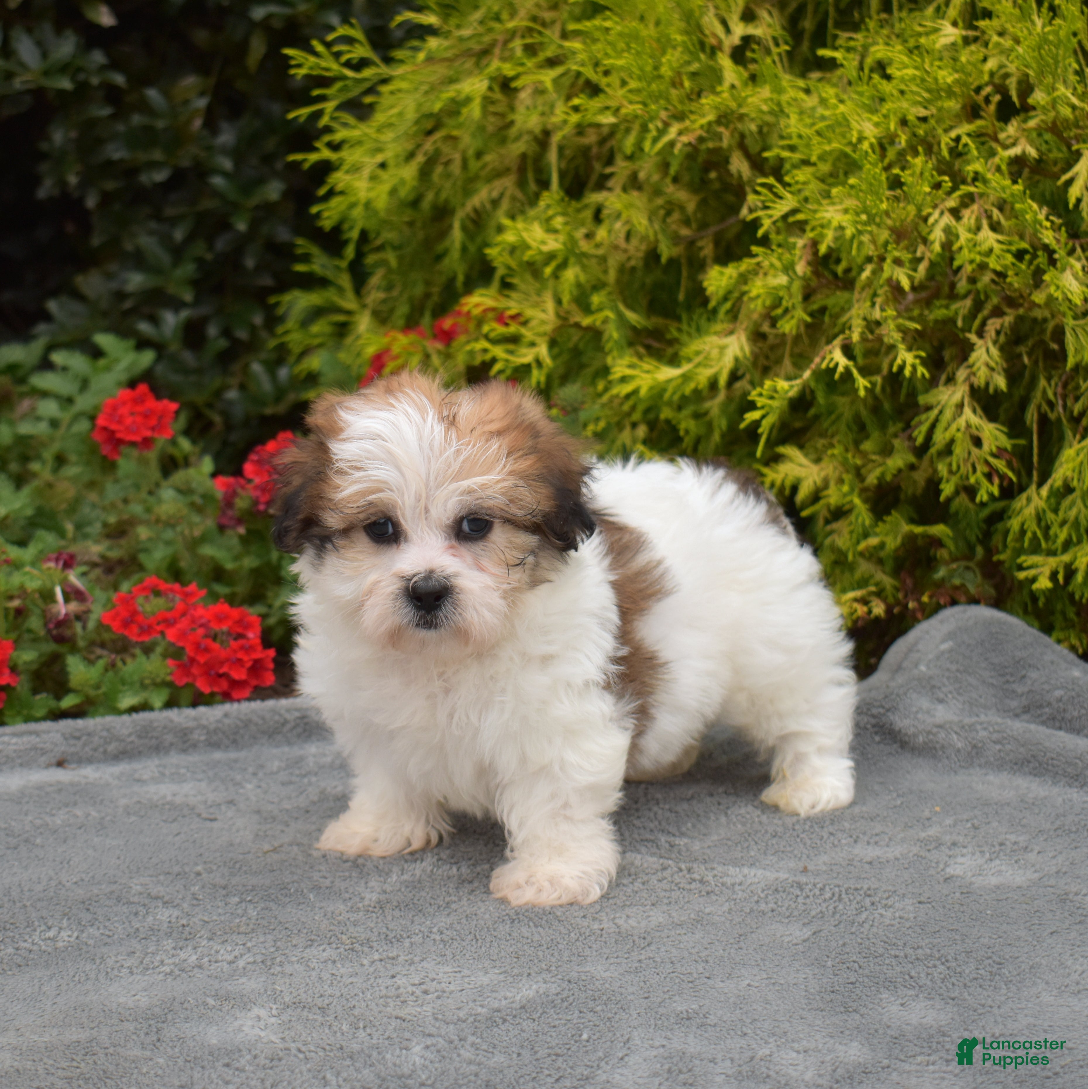 Teddy Bear dogs Pine - Ad 1