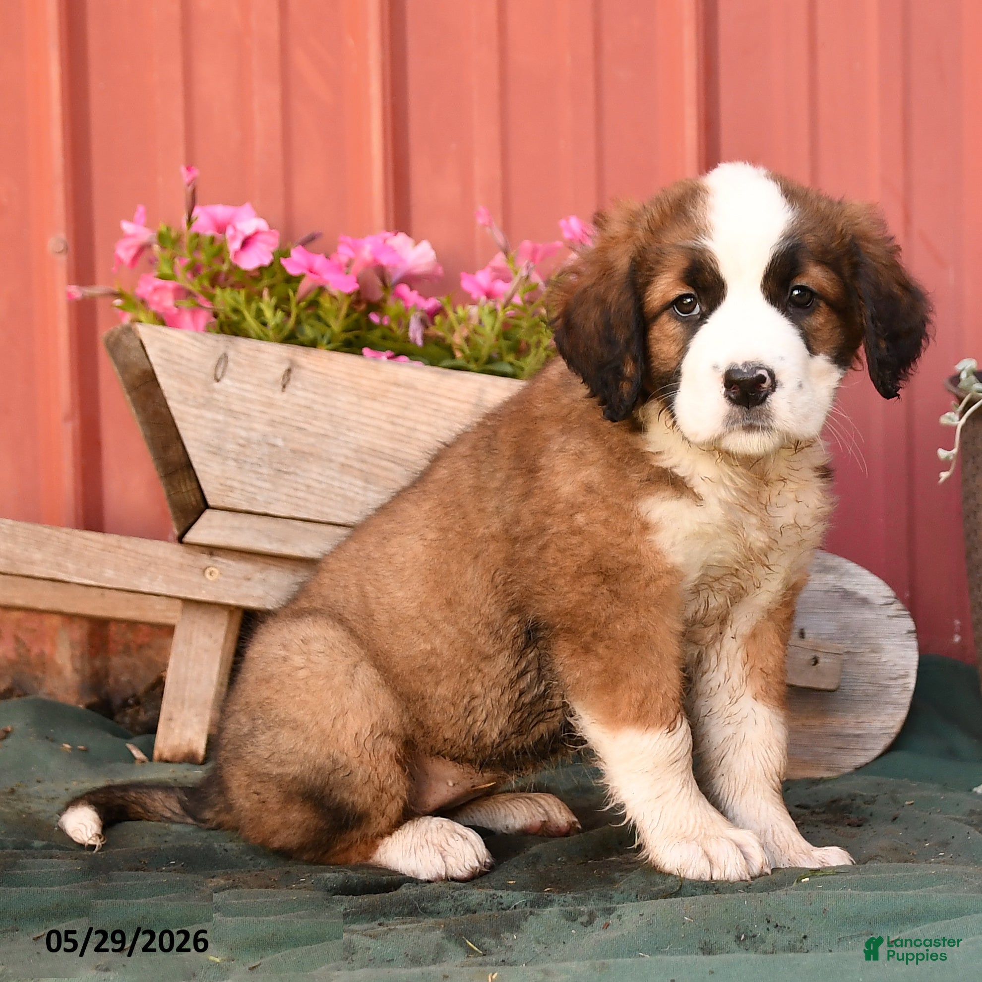 Mixed Breed dogs Kallie - Ad 2
