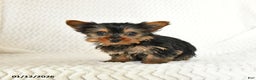 Yorkshire Terrier dogs for sale: Arlo - Ad 3