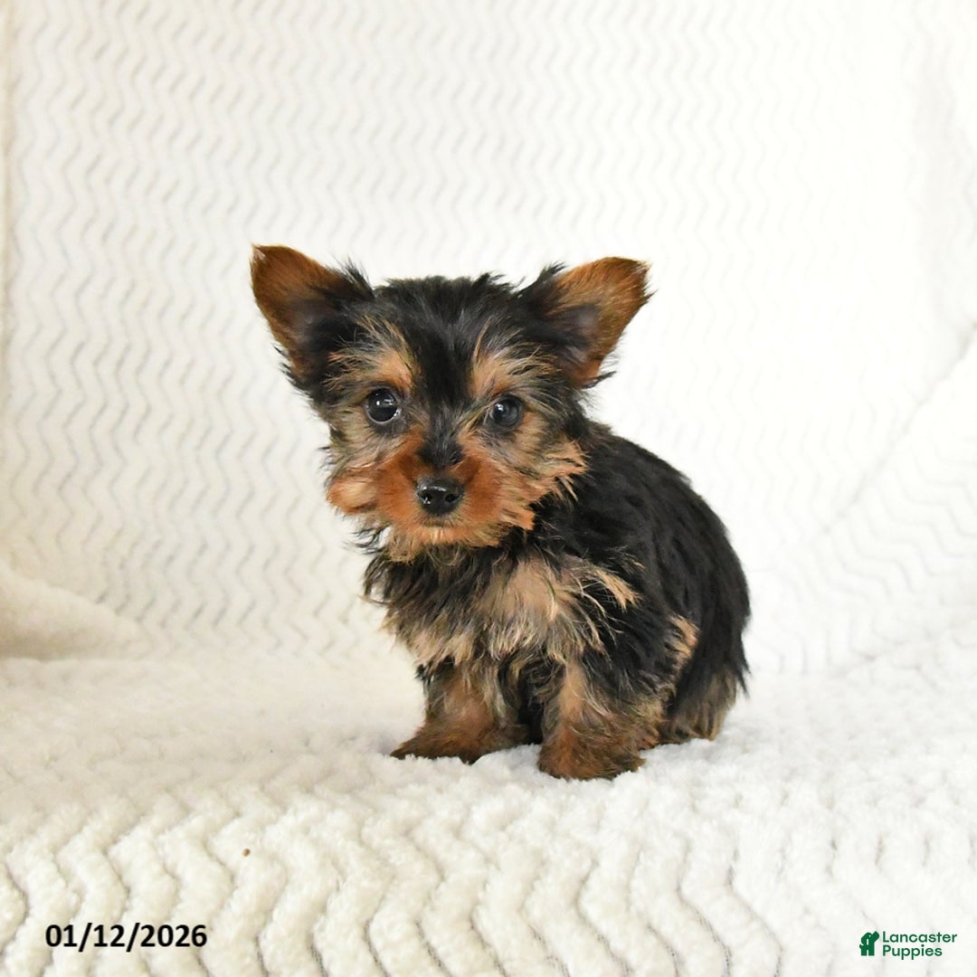 Yorkshire Terrier dogs for sale: Arlo - Ad 3