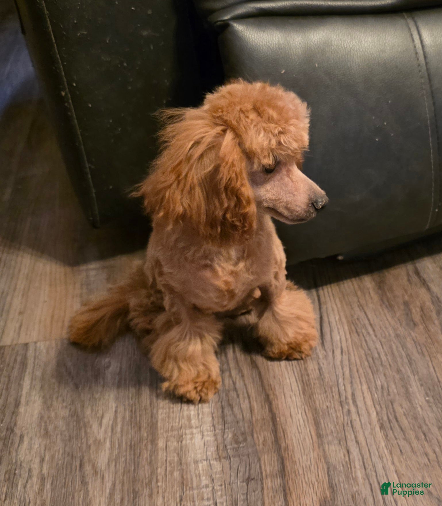 Toy Poodle dogs Rocky  - Ad 2