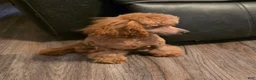 Toy Poodle dogs for sale: Rocky  - Ad 2