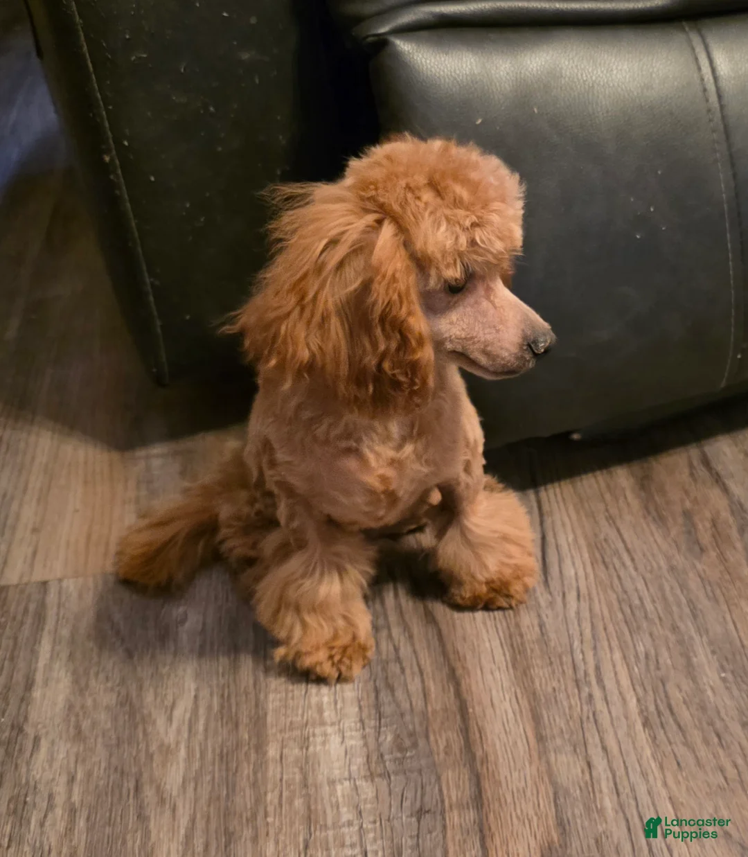 Toy Poodle dogs for sale: Rocky  - Ad 2