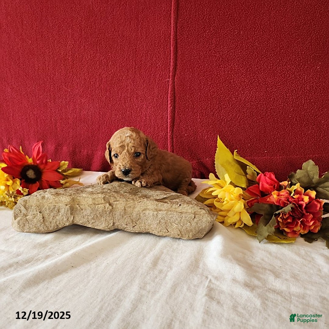 Cavapoo dogs for sale: Tango - Ad 2