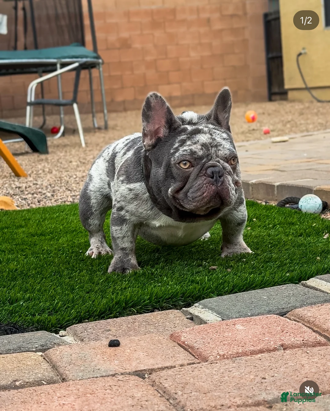 French Bulldog dogs for sale: French Bulldog - BIGGIE 🦍 - Ad 6