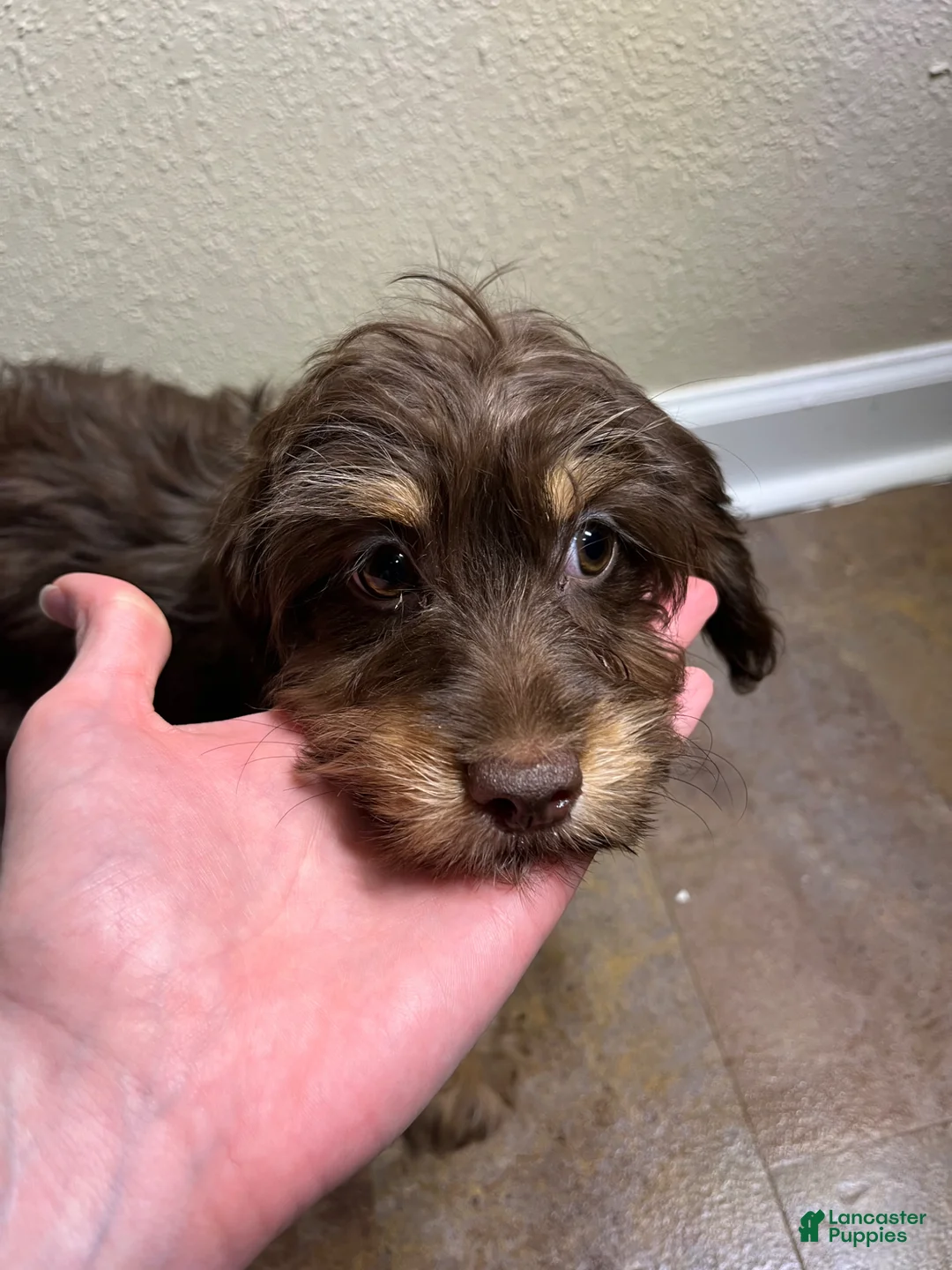 Doxiepoo dogs for sale: Marie - Ad 5