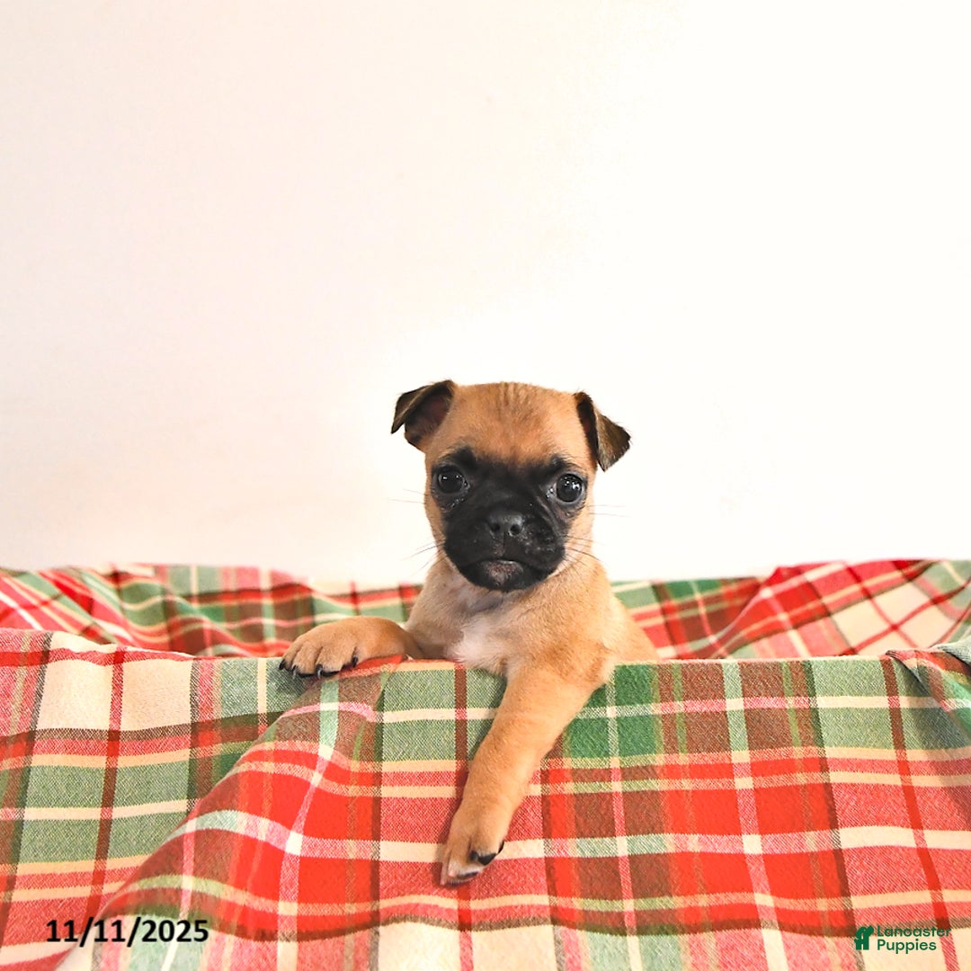 Jug dogs for sale: Mistletoe - Ad 2