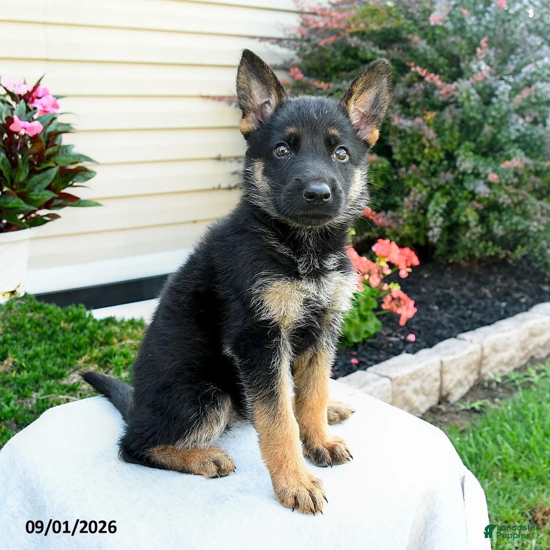 German Shepherd dogs for sale: Frida  - Ad 1
