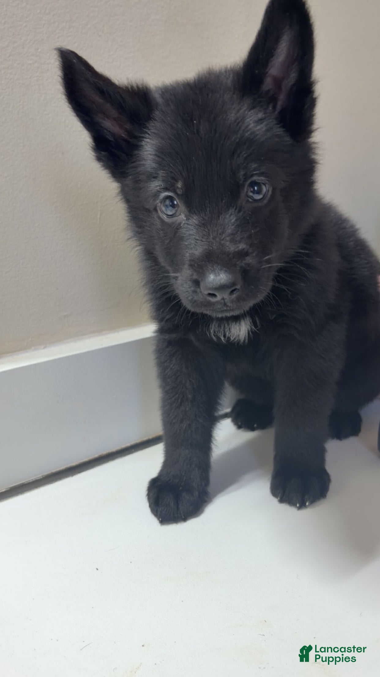 German Shepherd dogs Shadow  - Ad 1