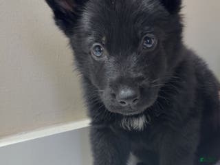 German Shepherd dogs Shadow - Ad 1