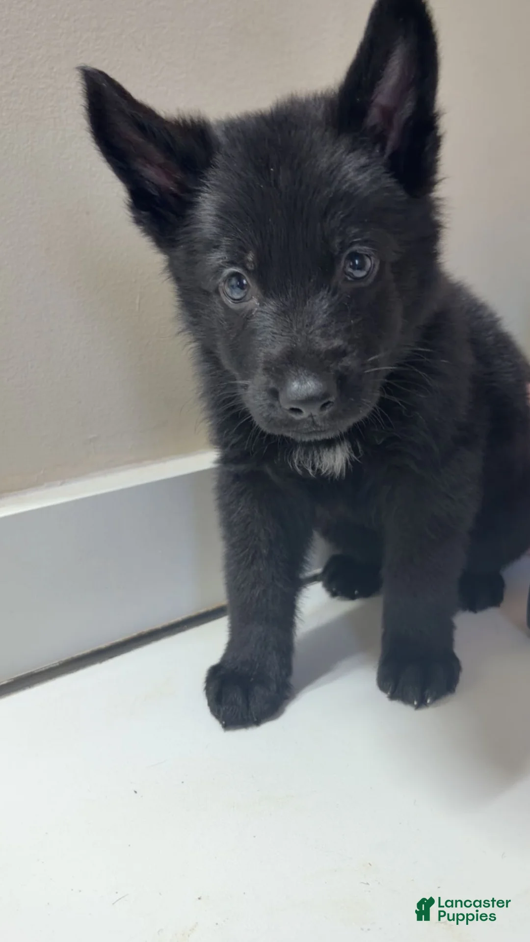 German Shepherd dogs for sale: Shadow  - Ad 1