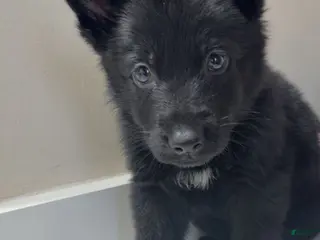 German Shepherd dogs Shadow - Ad 11