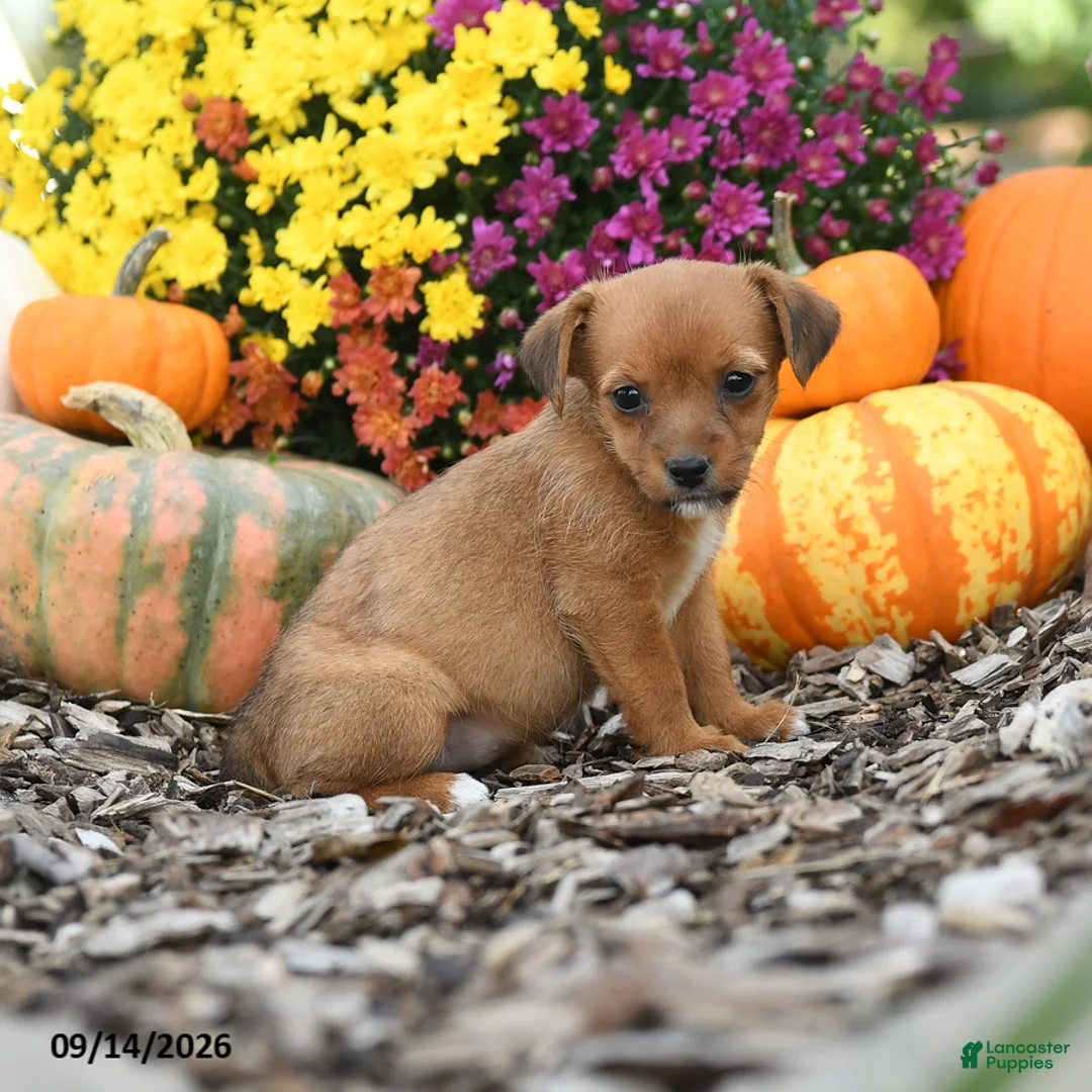 Mixed Breed dogs for sale: Darla - Ad 2