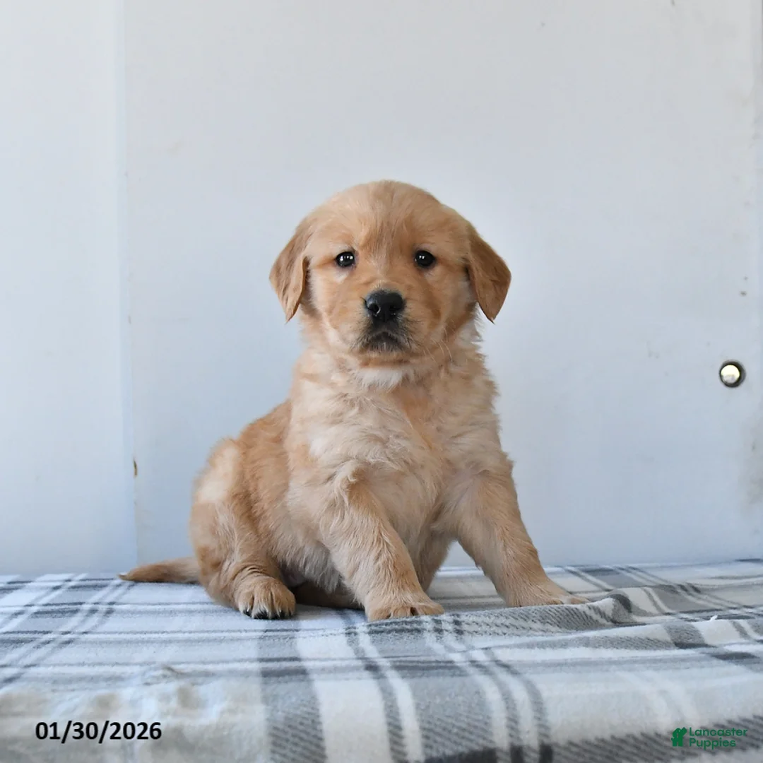 Golden Retriever dogs for sale: Remi  - Ad 1
