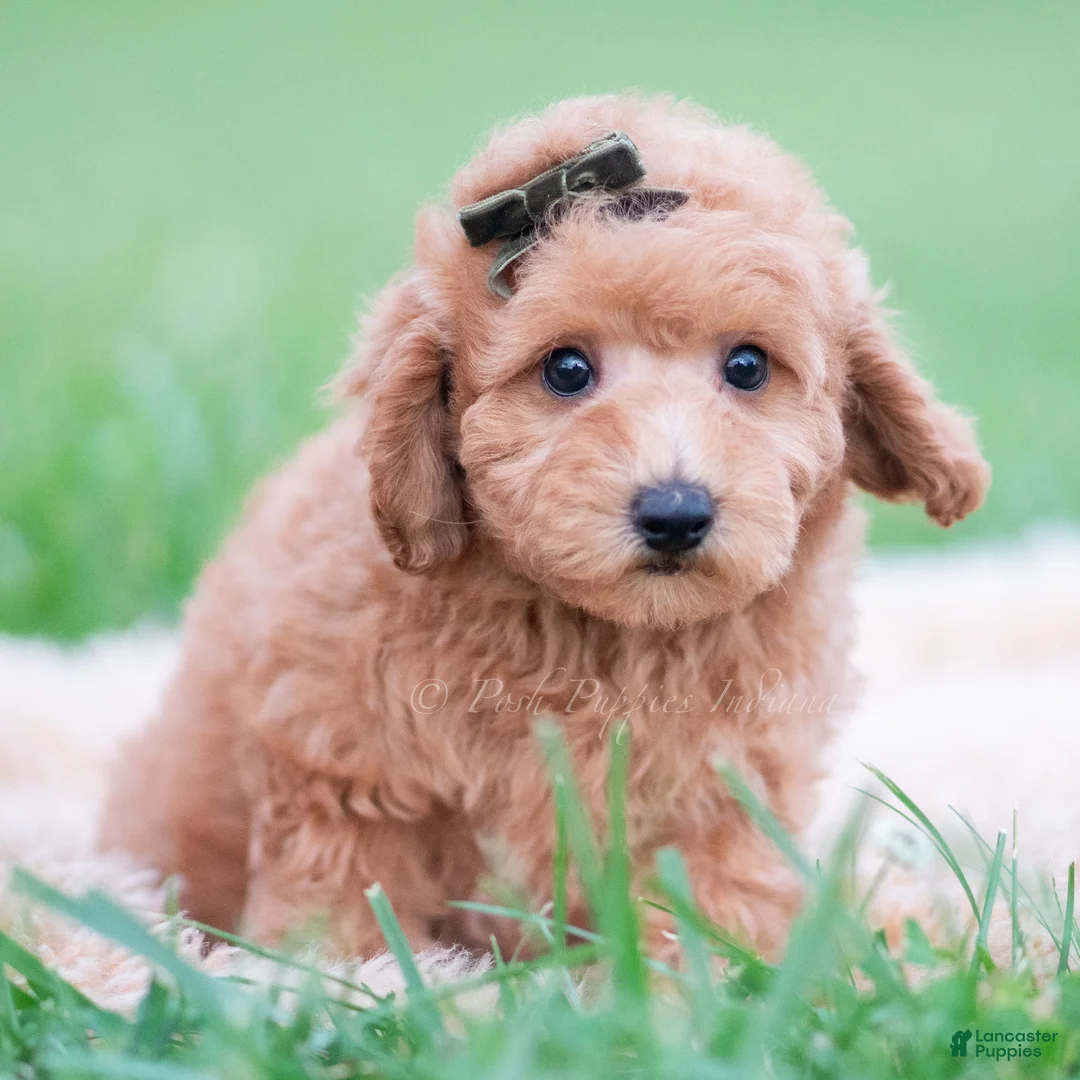Mini Goldendoodle dogs for sale: Sammy - Ad 7