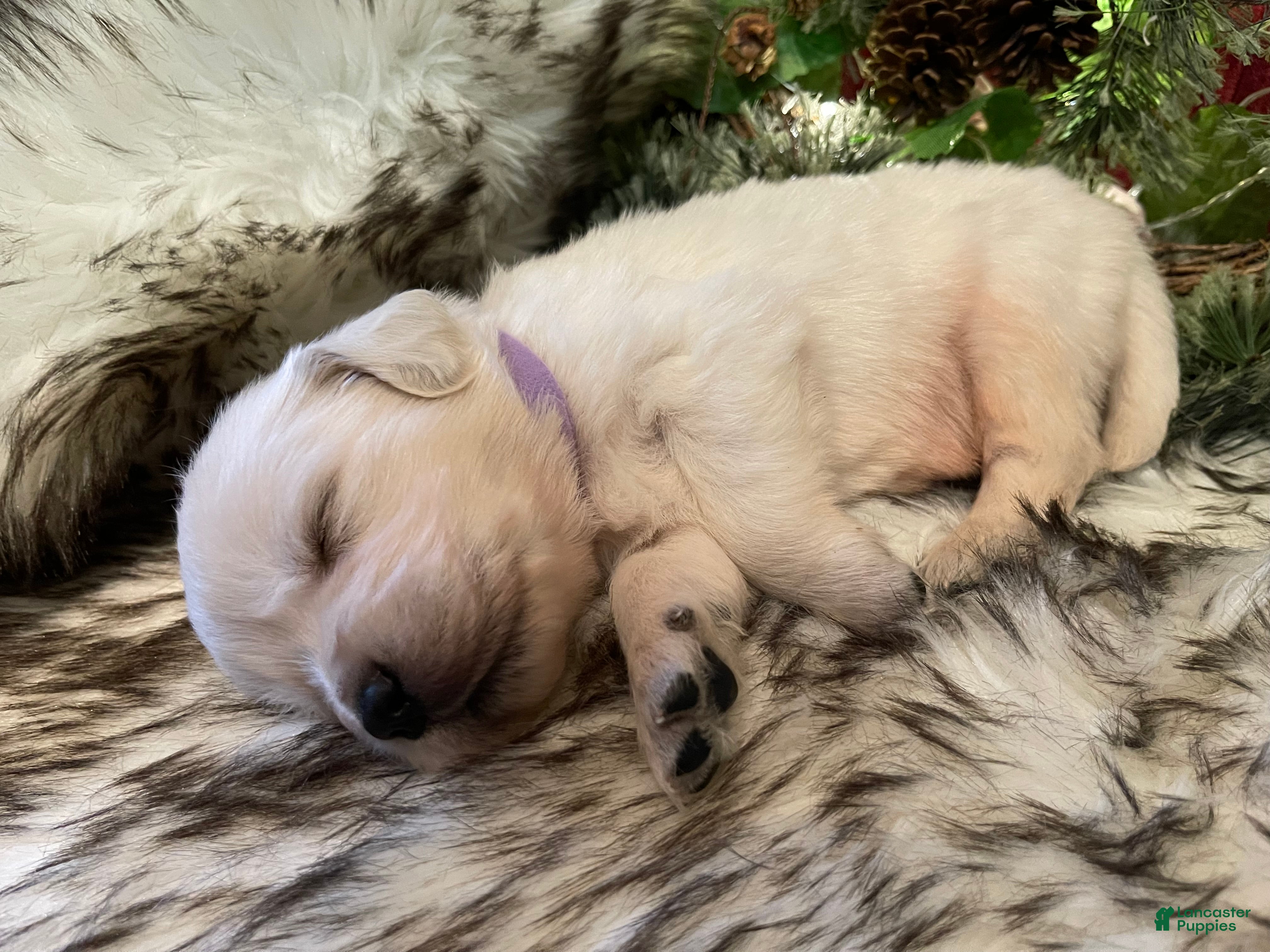 Golden Retriever dogs Milly - Ad 1