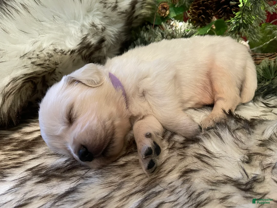 Golden Retriever dogs for sale: Milly - Ad 1