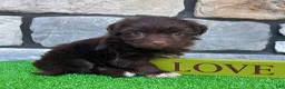 Havanese dogs for sale: Rowdy - Ad 6
